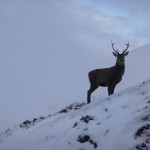 Obliging stag on the descent