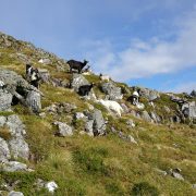 Aonach Eagach - The Notched Ridge